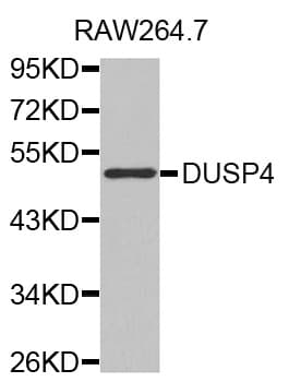 DUSP4 / MKP2 Antibody
