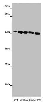MINPP1 Antibody (aa31-487)