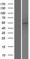 PLEKHO2 Protein (Over-Expression Lysate Myc-DDK (Flag))