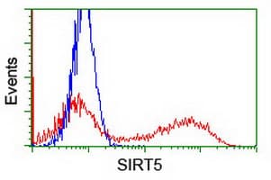 SIRT5 / Sirtuin 5 Antibody (clone OTI2F1)