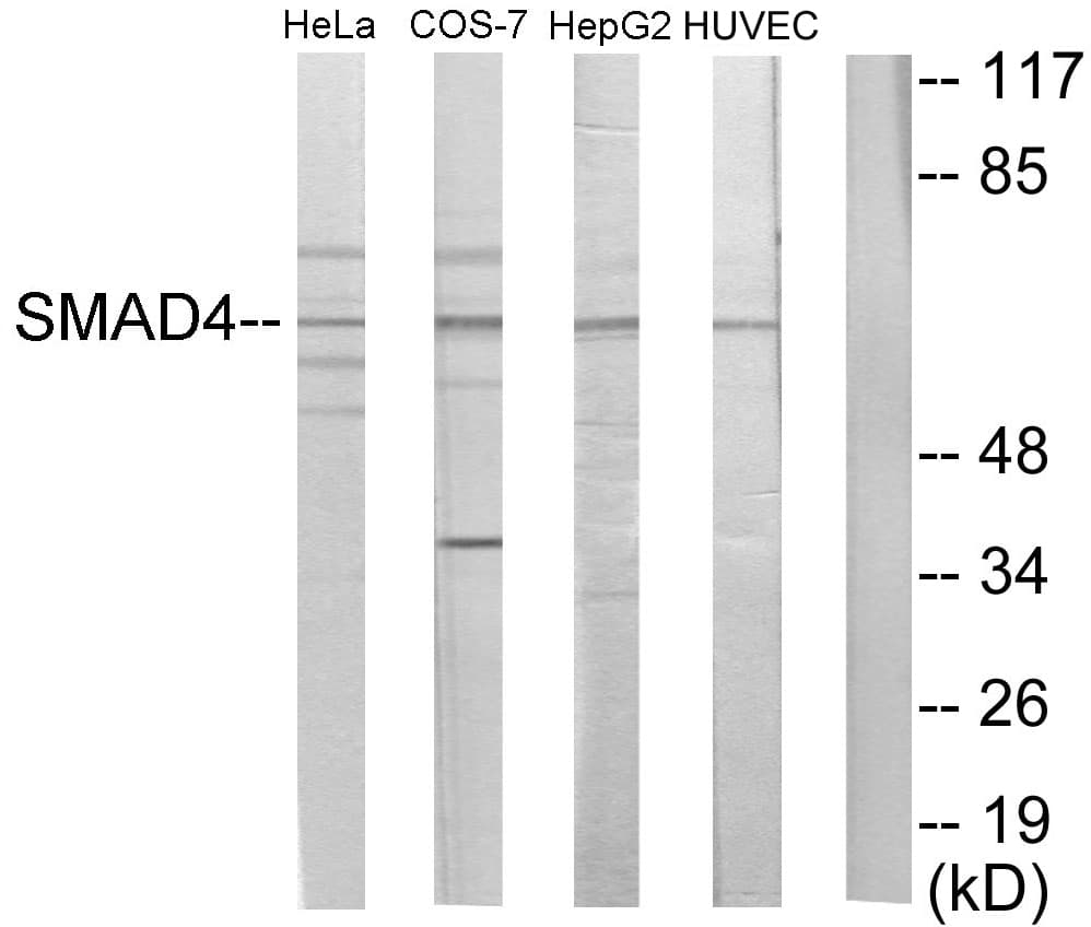 SMAD4 Antibody