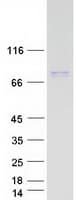 Human RHPN1 / RHOPHILIN Protein (Recombinant Myc-DDK (Flag))