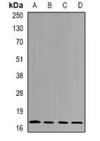 NME4 Antibody