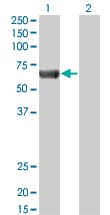 PRKAA2 / AMPK Alpha 2 Antibody (clone 1G8)