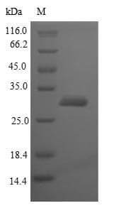 Streptomyces clavuligerus Beta-lactamase inhibitory protein (Recombinant 6His-SUMO, N-terminus)