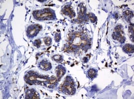 HSPD1 / HSP60 Antibody (clone OTI3A2, Carrier-free)