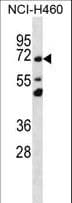 Polyclonal Rabbit anti-Human TMEM181 Antibody (aa112-140, IHC, WB)