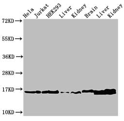 HIST1H3A Antibody
