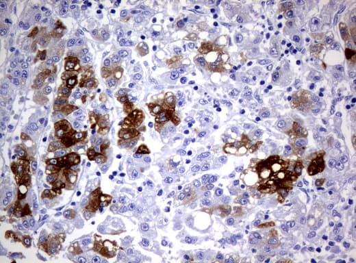 Monoclonal Mouse anti-Human CYP1A2 Antibody (clone UMAB105, Carrier-free, IHC, IF, WB)
