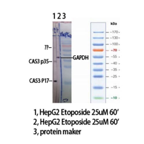 CASP3 / Caspase 3 Antibody (100-180 aa, Internal)