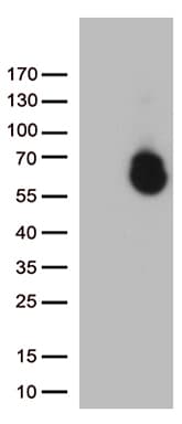 Monoclonal Mouse anti-Human GPC1 / Glypican Antibody (clone OTI2H1, Carrier-free, aa24-530, WB)