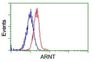 ARNT / HIF-1-Beta Antibody (clone OTI1A1)