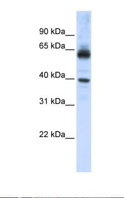 KPNA1 / Importin Alpha 5 Antibody (aa74-123, HRP)