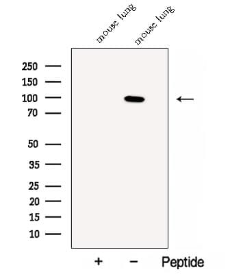 CLGN / Calmegin Antibody