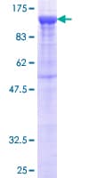 Human PCDHB16 Protein (Recombinant GST)