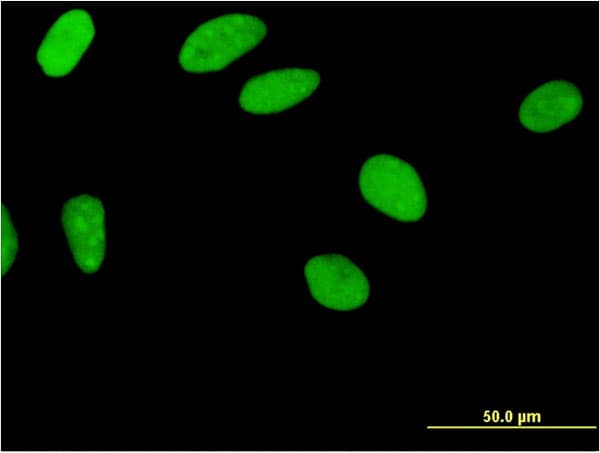 Zfp105 / ZNF35 Antibody (clone 2B4)