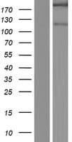 SHANK2 / SHANK Protein (Over-Expression Lysate Myc-DDK (Flag))