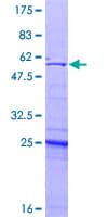 Human UBE2Z / USE1 Protein (Recombinant GST)