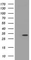 KSP32 / MIOX Antibody (clone OTI2F4)
