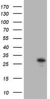 TRAPPC4 / Synbindin Antibody (clone OTI1A3)