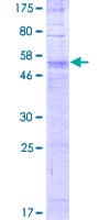 Human OR56B4 Protein (Recombinant GST)
