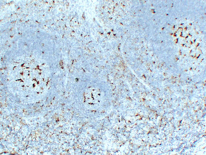 CD68 Antibody (clone ABT-CD68)