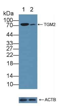 TGM2 / Transglutaminase 2 Antibody (aa1-687)