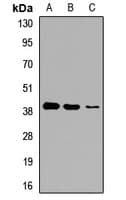 GNA14 Antibody