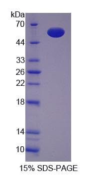 Rat HAP1 Protein (Recombinant His-GST)
