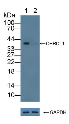 Polyclonal Rabbit anti-Mouse CHRDL1 Antibody (aa272-447, WB)