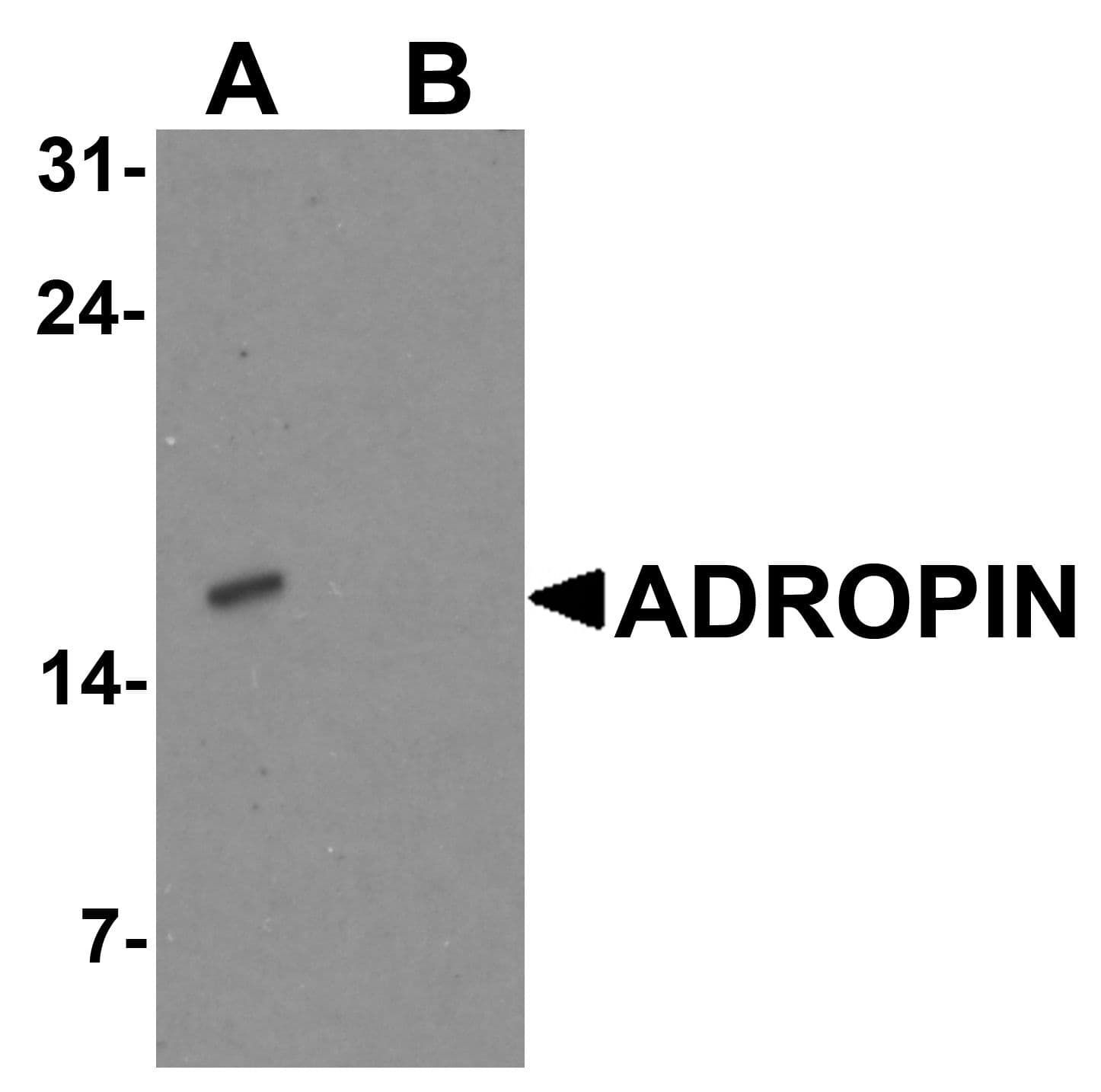 IHC-plus™ ENHO / Adropin Antibody