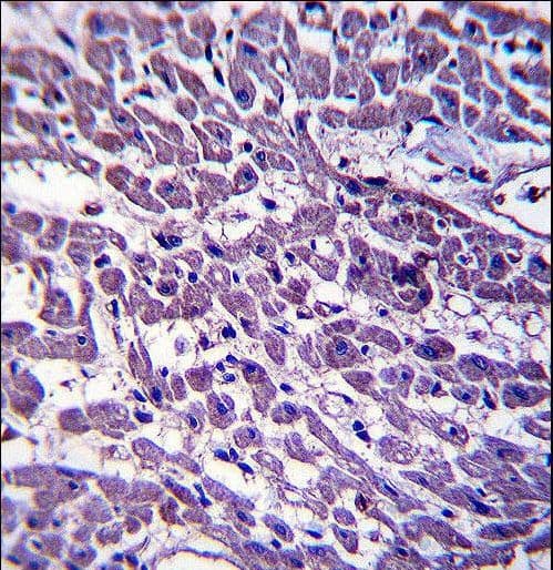 EMILIN3 Antibody (aa600-629)