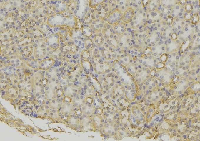 SCG5 / 7B2 Antibody