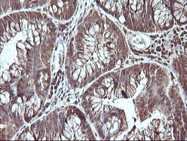 CDC123 Antibody (clone OTI1F8, Carrier-free)