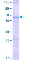 Human OR52E6 Protein (Recombinant GST)