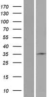 STARD6 Protein (Over-Expression Lysate Myc-DDK (Flag))