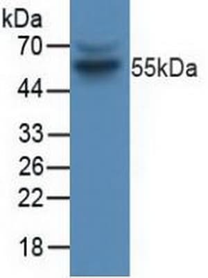 CCNB1 / Cyclin B1 Antibody (aa239-433)