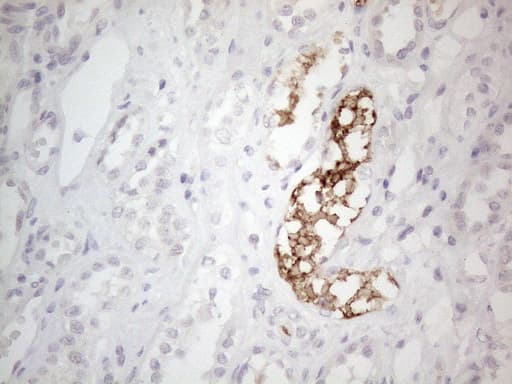 Monoclonal Mouse anti-Human NPPB / BNP Antibody (clone OTI11G4, Carrier-free, aa27-102, IHC, WB)