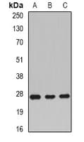 RAC1 Antibody