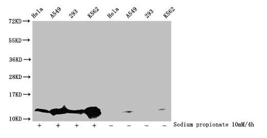 Polyclonal Rabbit anti-Human HIST1H4I Antibody (WB)