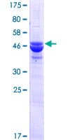 Human N6AMT2 Protein (Recombinant GST)