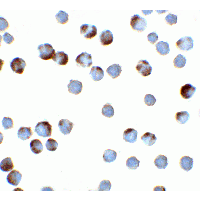 TFF3 / Trefoil Factor 3 Antibody