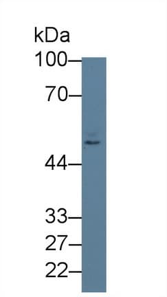 PVRL2 / CD112 Antibody (aa76-353, APC)
