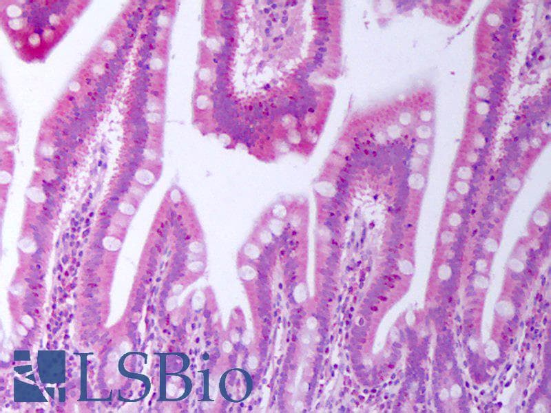 IHC-plus™ BTC / Betacellulin Antibody