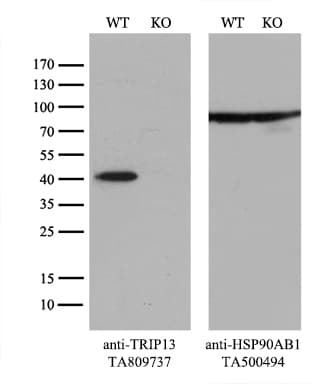 Monoclonal Mouse anti-Human TRIP13 Antibody (clone OTI2F5, aa31-148, IHC, WB)