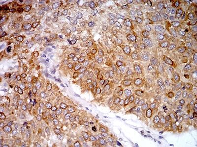 PGRMC1 / MPR Antibody (clone 6F9A1)
