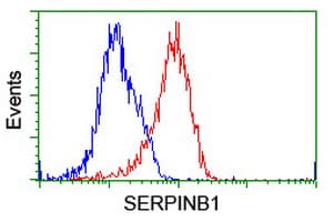 SERPINB1 Antibody (clone OTI3B4)