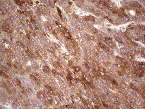 RSPO3 Antibody (aa22-272, clone OTI3A9)
