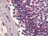 IHC-plus™ S1PR4 / SIP4 / EDG6 Antibody (C-Terminus)