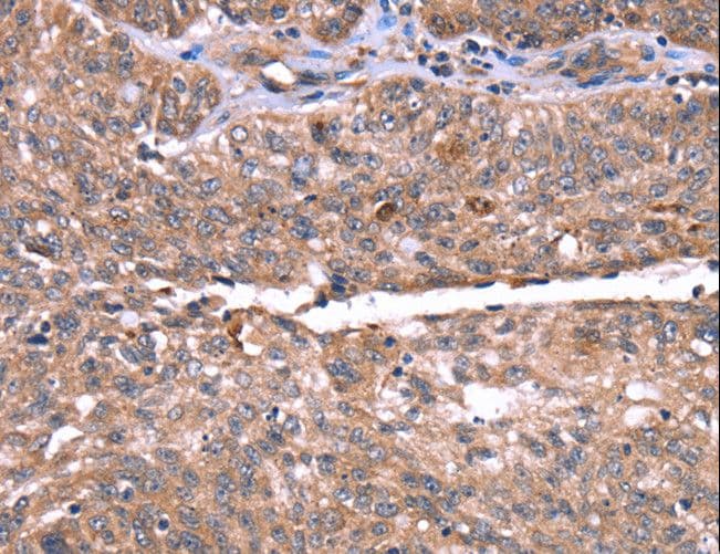HRG Antibody